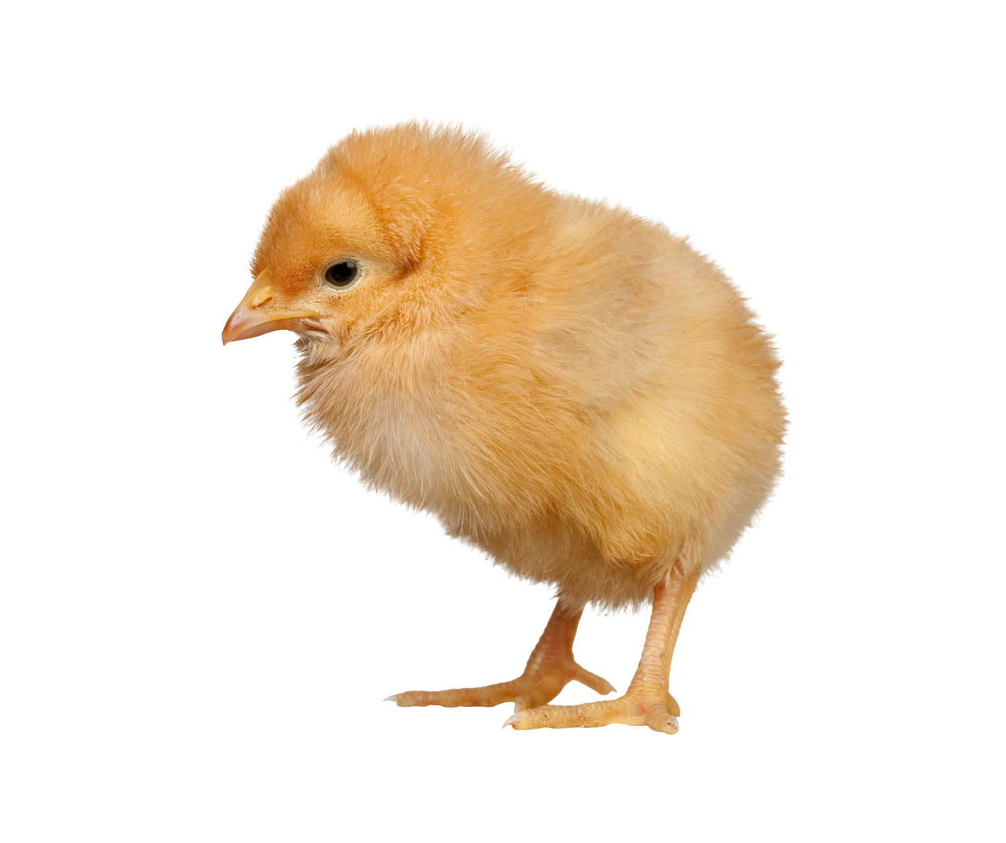 Little Cluckin Bundle
