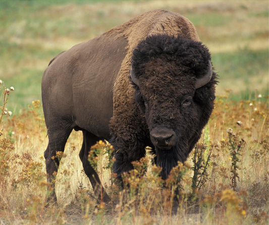 Ground Bison Bundle 10