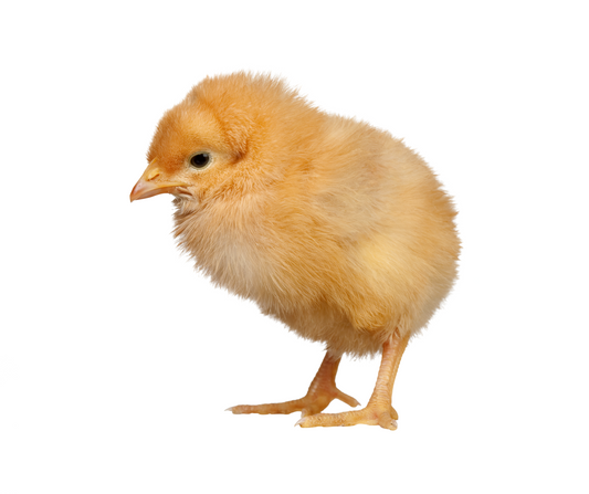 Little Cluckin Bundle